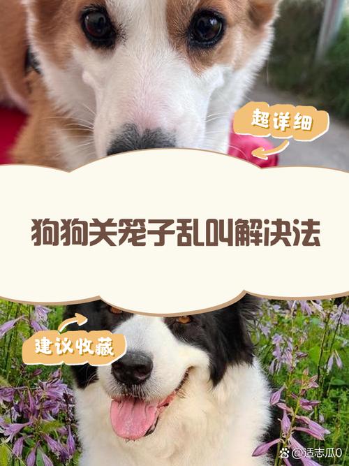 如何训练狗狗不叫