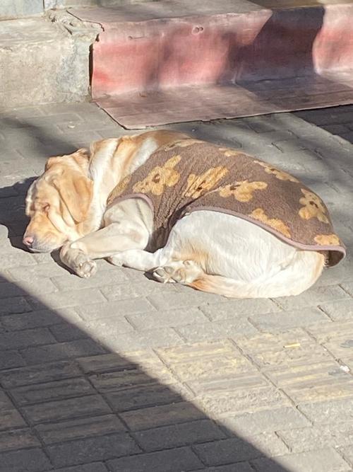 狗狗太阳晒久了会怎样狗狗太阳晒久了后不吃东西了