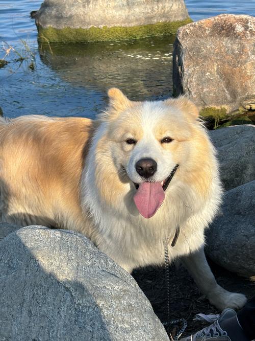 狗狗夏天为什么暴晒