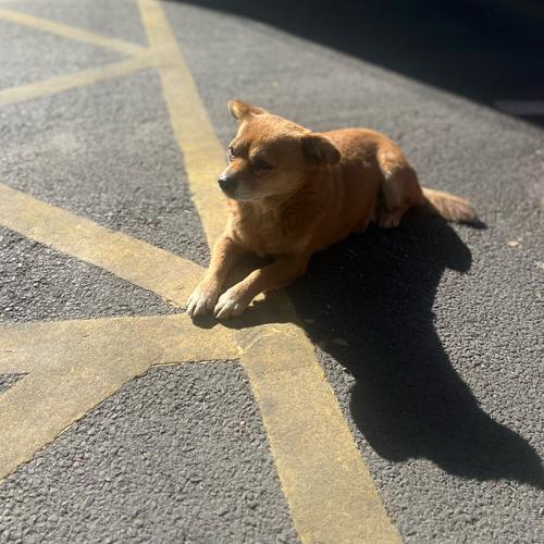 狗狗大热天晒太阳是怎么回事