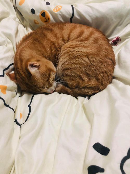 猫咪冬天食欲差非常嗜睡