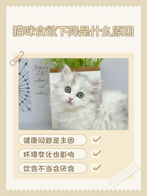 猫咪食欲下降是怎么回事?