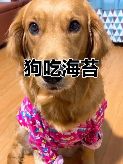 狗不能吃海苔吗