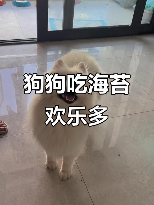 狗狗吃海苔会有哪些好处?