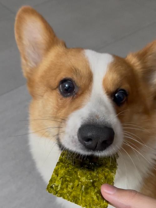 狗吃海苔的好处