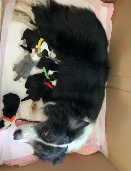 狗狗第一胎只生一个好吗?