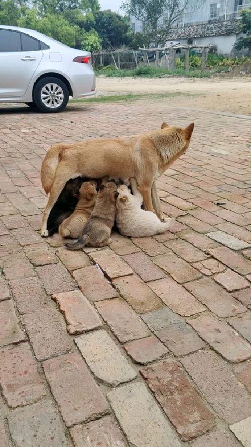 一般情况下小狗狗第一胎比较多能生几只小狗?