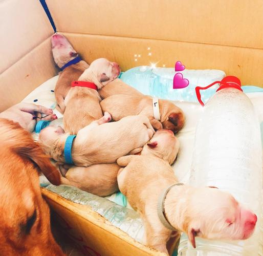 博美狗狗第一胎一般生几个