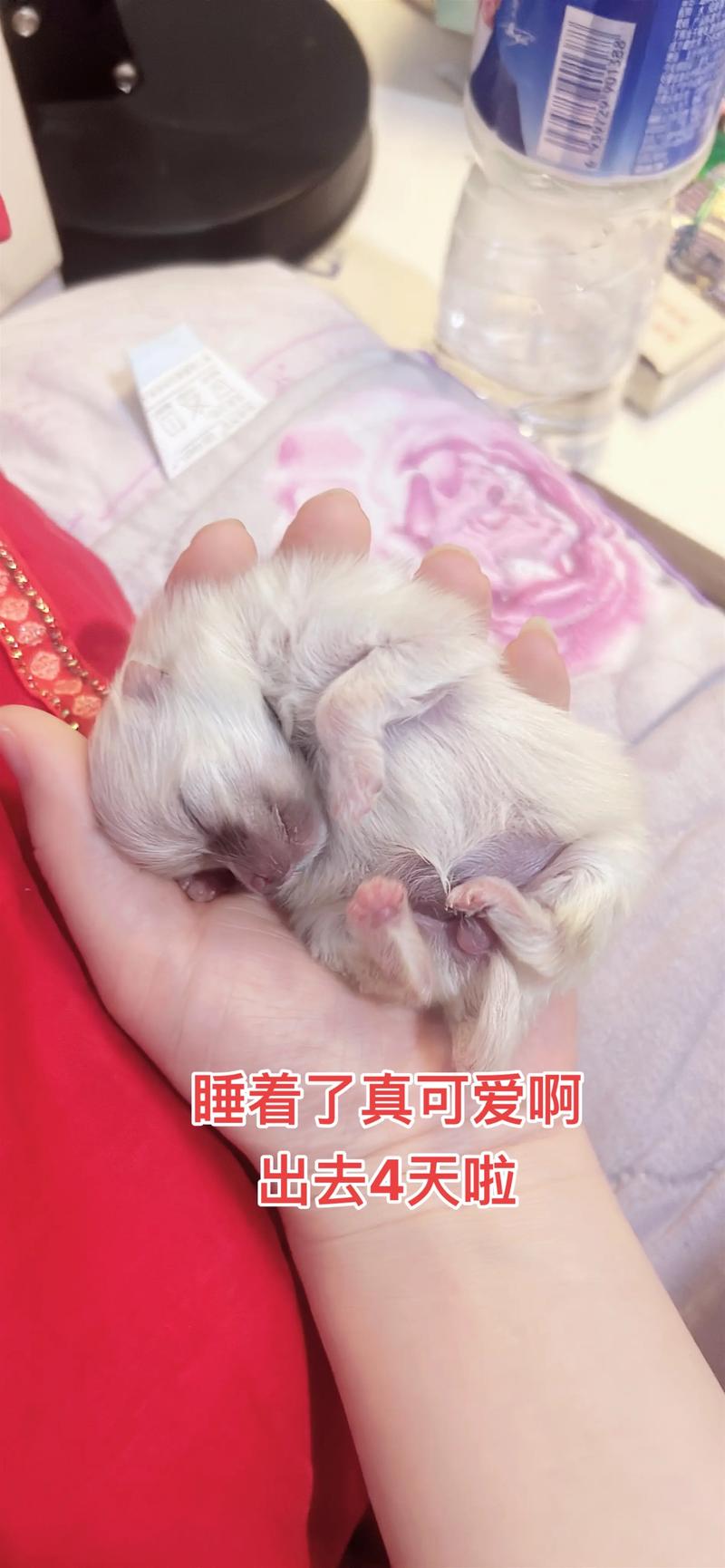 比熊第一窝比较多能生多少小狗