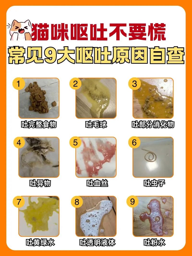 猫咪喝水吐了,原因及处理方法