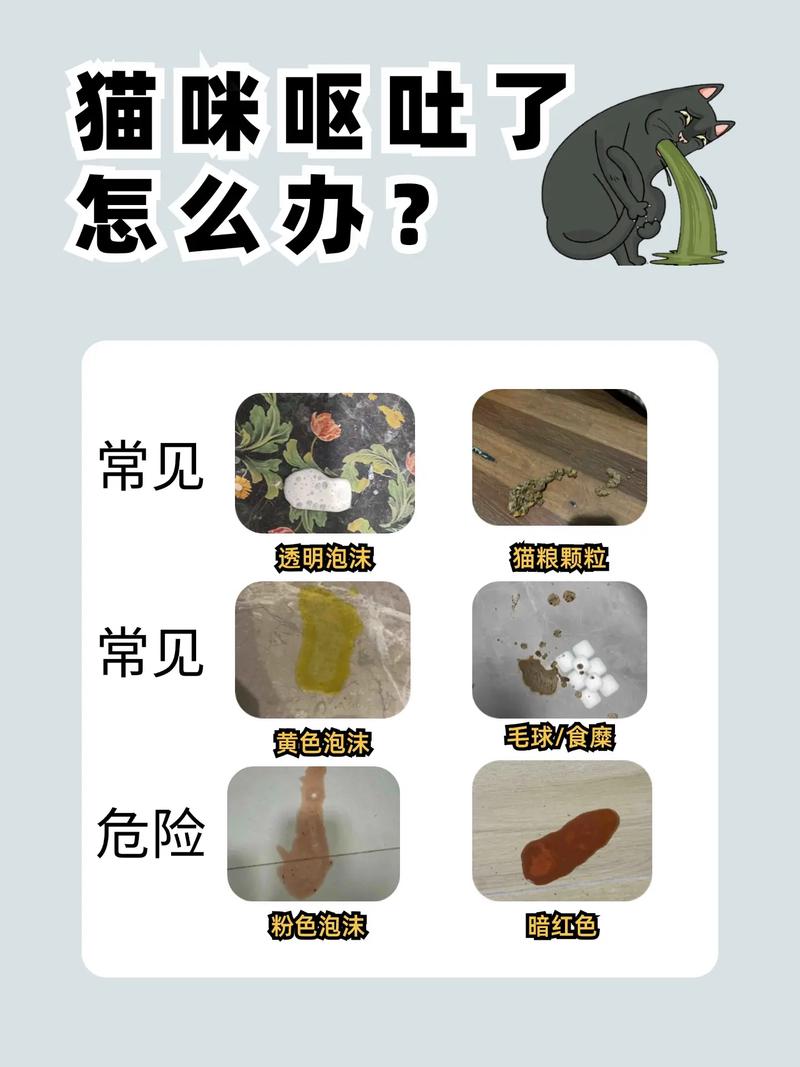 猫咪突然吐了怎么回事