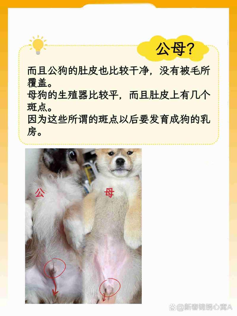 狗狗怎么分辨公母有图片?