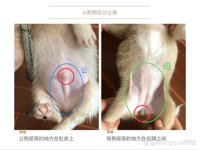 怎么区分母狗和公狗