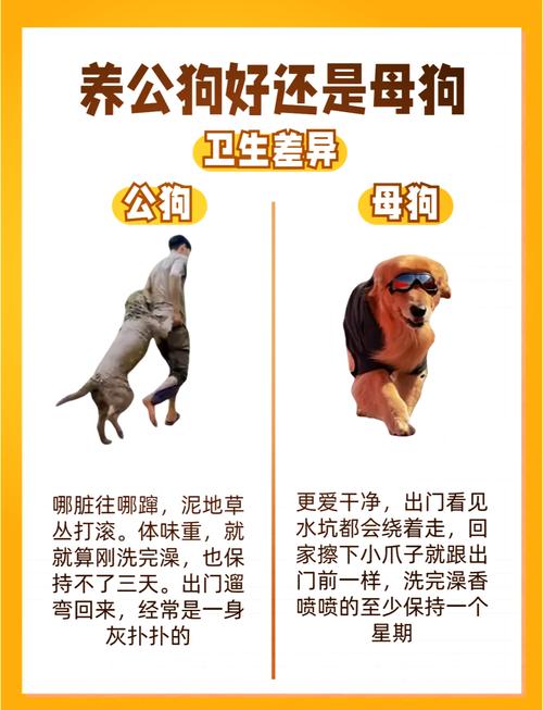 小狗狗怎么分公母图解