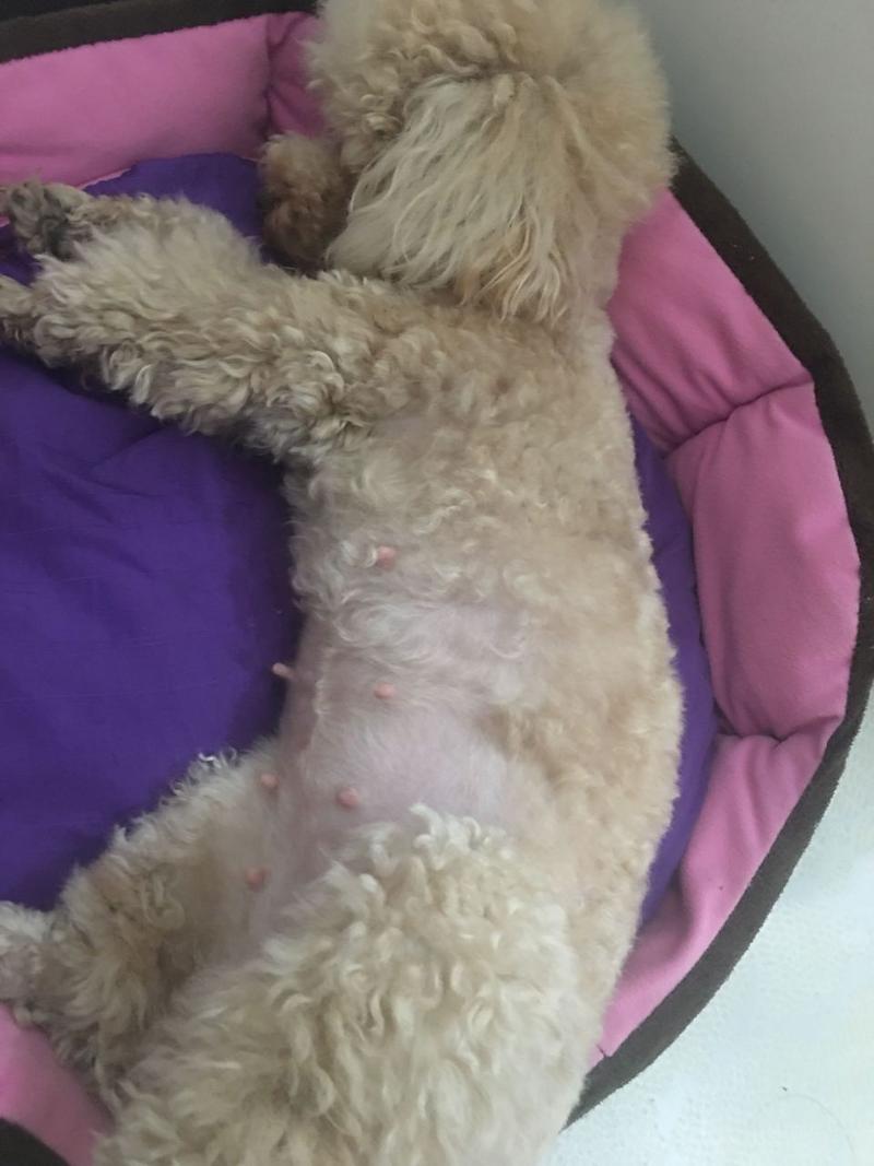 泰迪狗怀孕了不吃狗粮