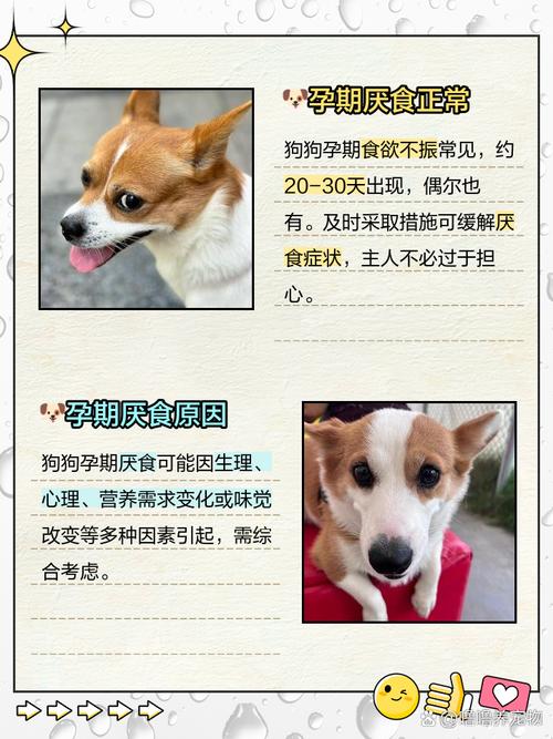 泰迪狗怀孕了不吃狗粮怎么办