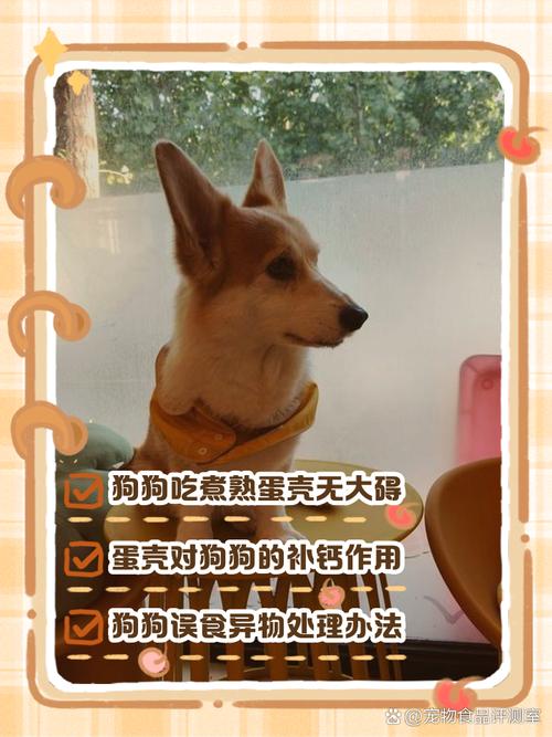 为什么狗狗吃鸡蛋壳会死