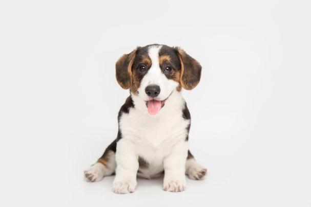 狗狗可以吃蚕豆吗吗