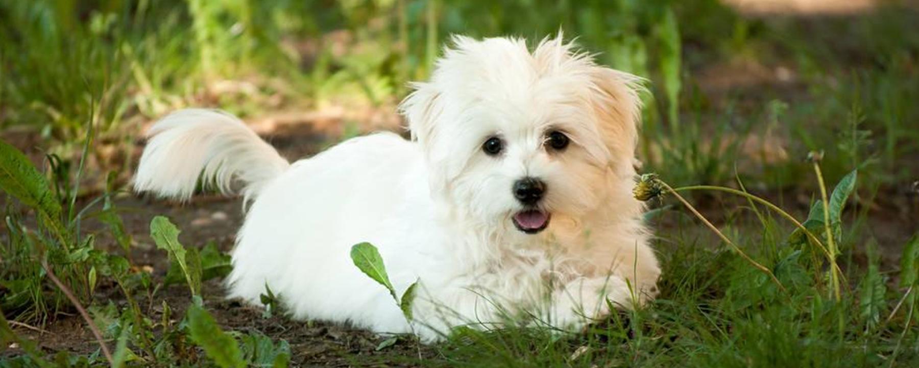 狗狗能吃蚕豆吗