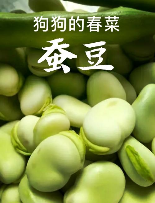 狗狗可不可以吃蚕豆,狗狗可不可以吃蚕豆皮