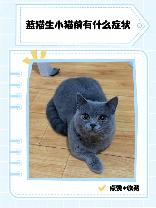 蓝猫产前最明显的征兆