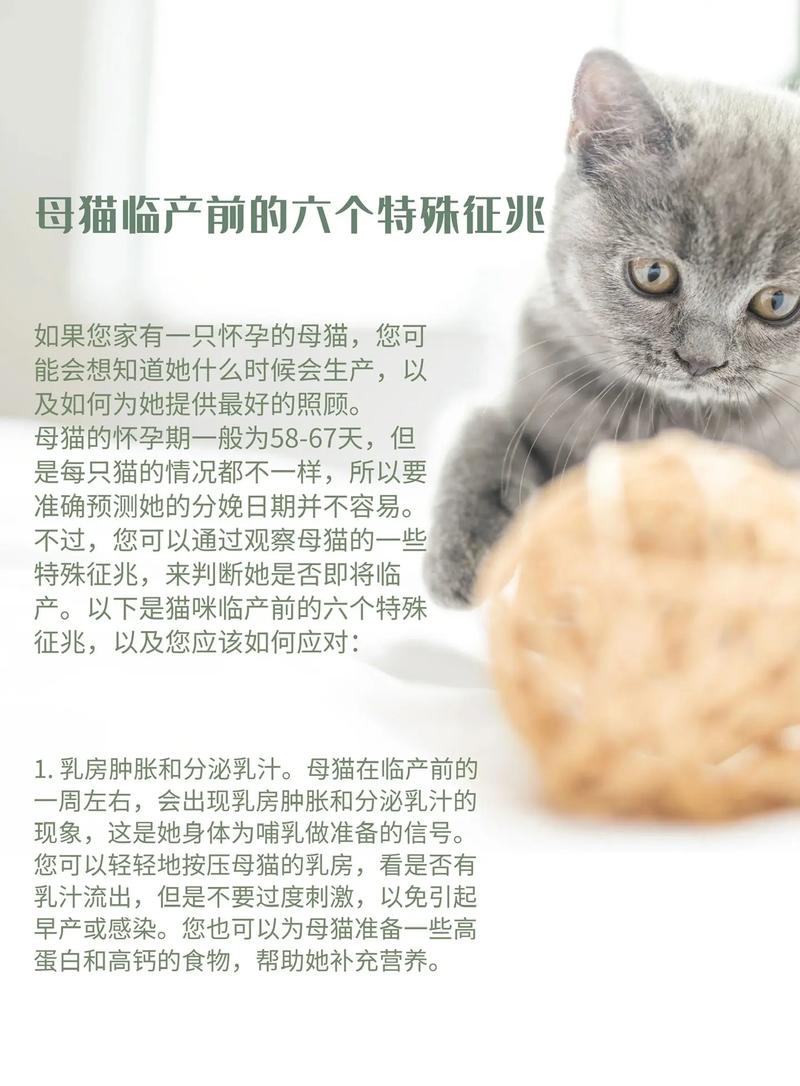 母猫快生之前的征兆有哪些?