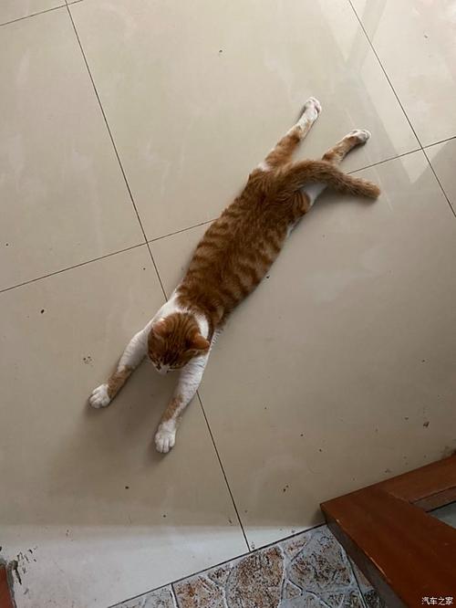 夏天猫咪趴在地上是怕热么