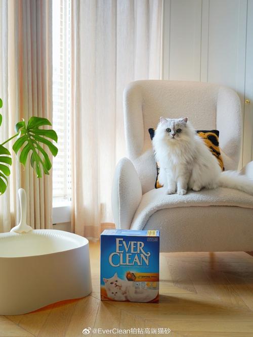 夏天猫太热没有空调怎么办