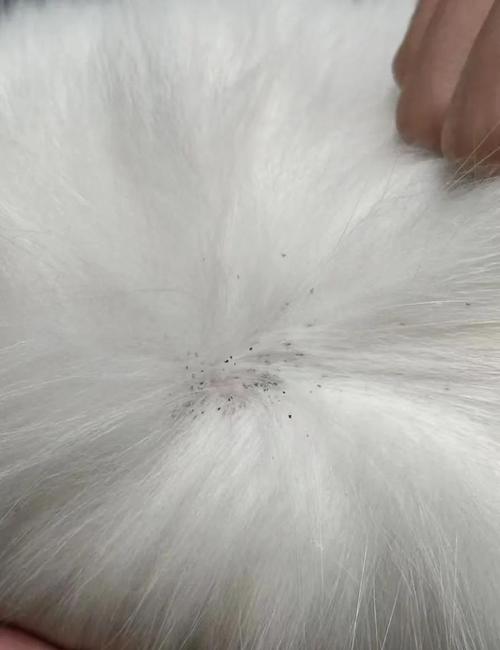 为什么我家猫咪身上长跳蚤,每天洗还是有?如果一天不洗澡,身上就多的要...