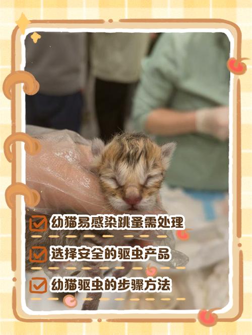 一个月的小猫身上有跳蚤要怎么除?