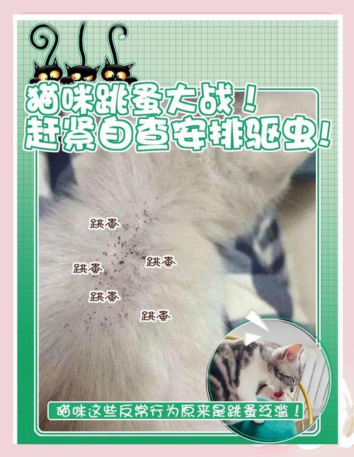 猫咪身上长跳蚤虱子怎么办?