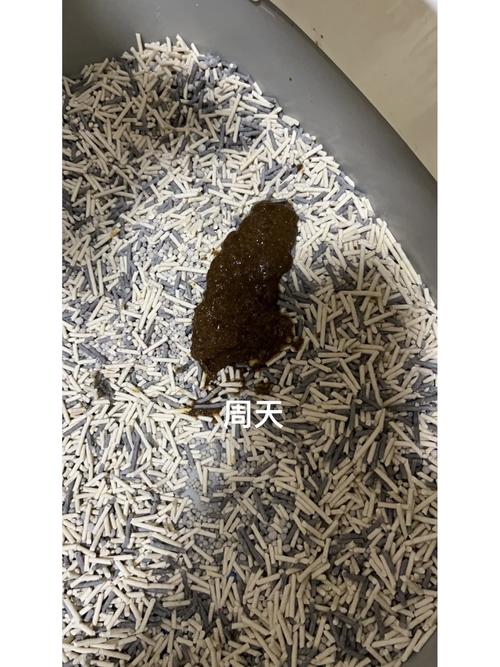 猫咪绝育后拉稀