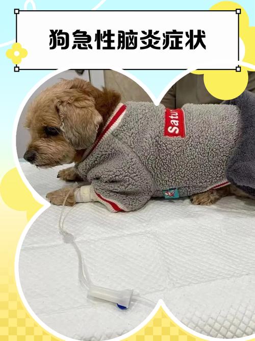 狗瘟脑炎症状是什么