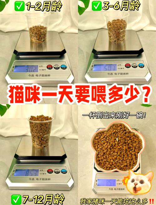 小猫多少天可以自己吃猫粮