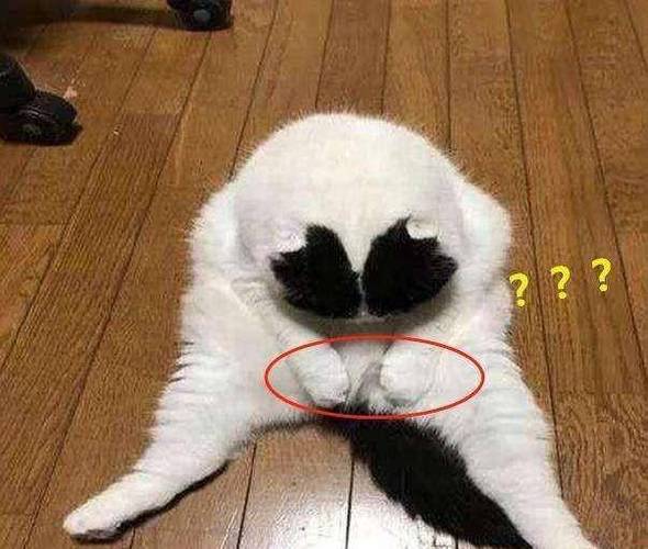 家里猫咪只吃猫粮但是吃得不多,越来越瘦了该怎么办?