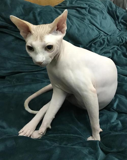 猫咪越来越瘦是怎么回事?猫咪消瘦的原因!