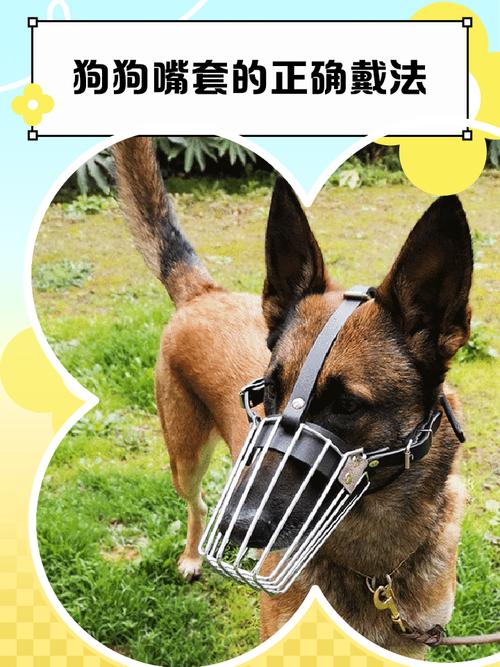 狗狗戴嘴套的利弊