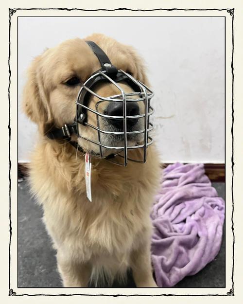 狗狗戴嘴套有害处吗