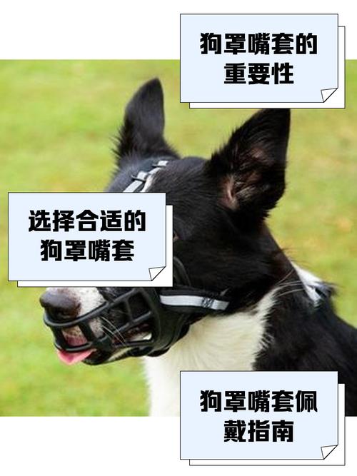 狗狗带嘴套有害处吗