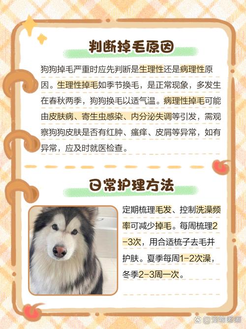 狗狗冬天也掉毛换毛吗