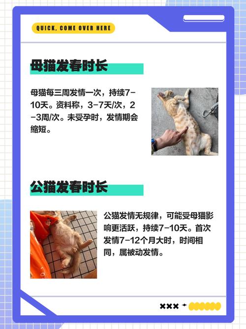 公猫什么时候发情?一次多久?