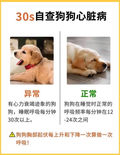 狗狗可以吃心肺吗