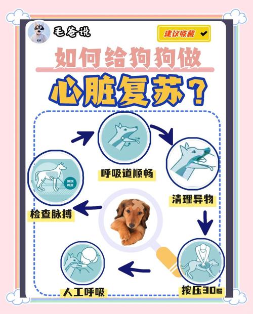 金毛可以吃兔子心肺吗?