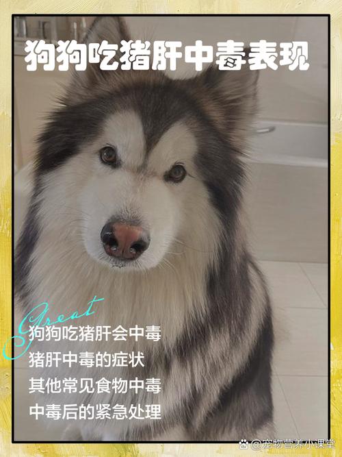 狗狗猪肝吃多了会怎样