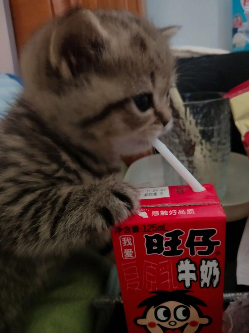 猫咪可以喝旺仔牛奶不
