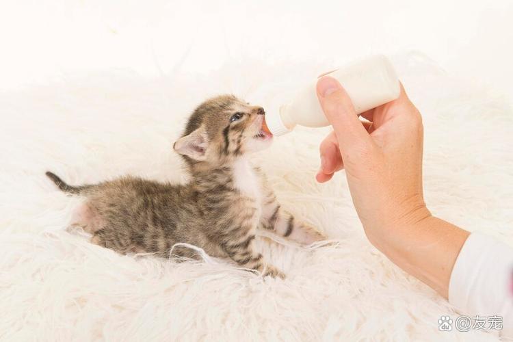 猫咪能喝旺仔牛奶吗