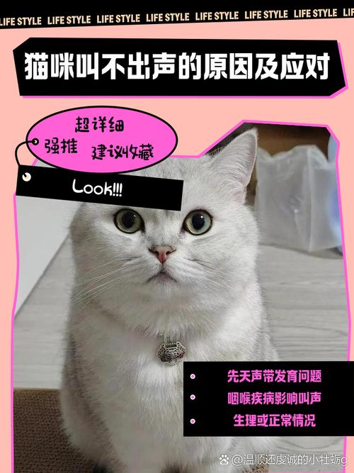 为什么猫咪不会叫了