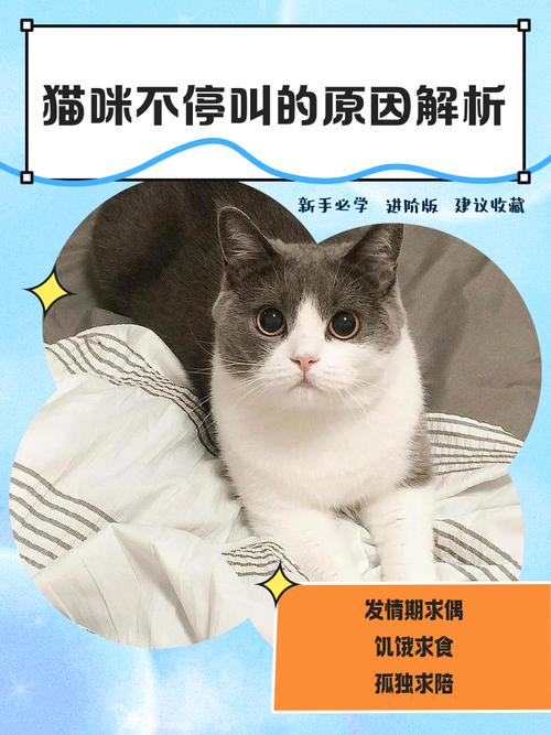 2个月小猫一直不会叫怎么办呀