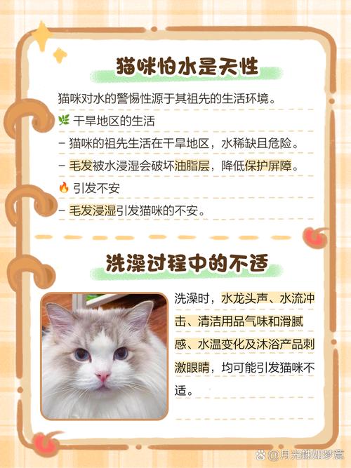 猫为什么怕水不敢洗澡
