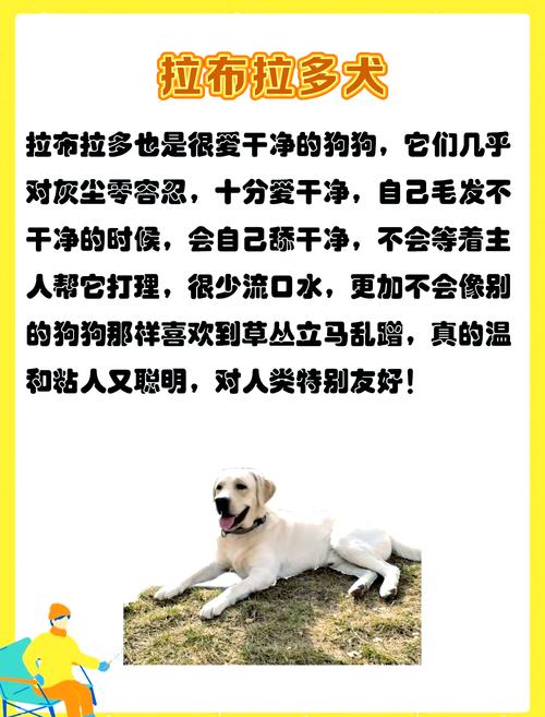 什么狗狗最卫生最爱干净比较好养